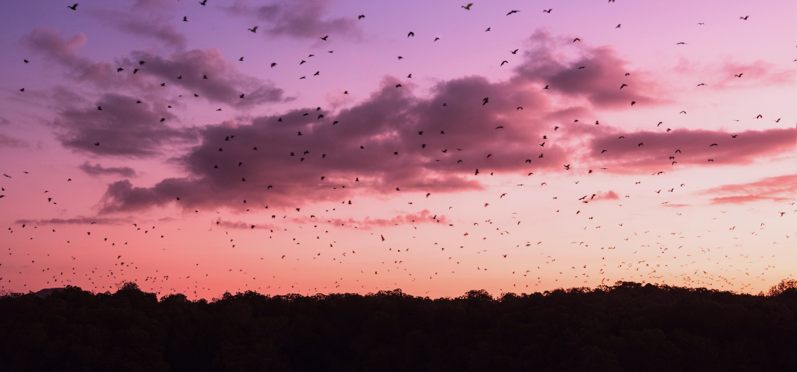 Half Day Sunset Trip Kalong Island