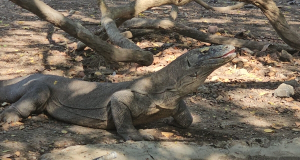 Daily komodo Slow boat Trip