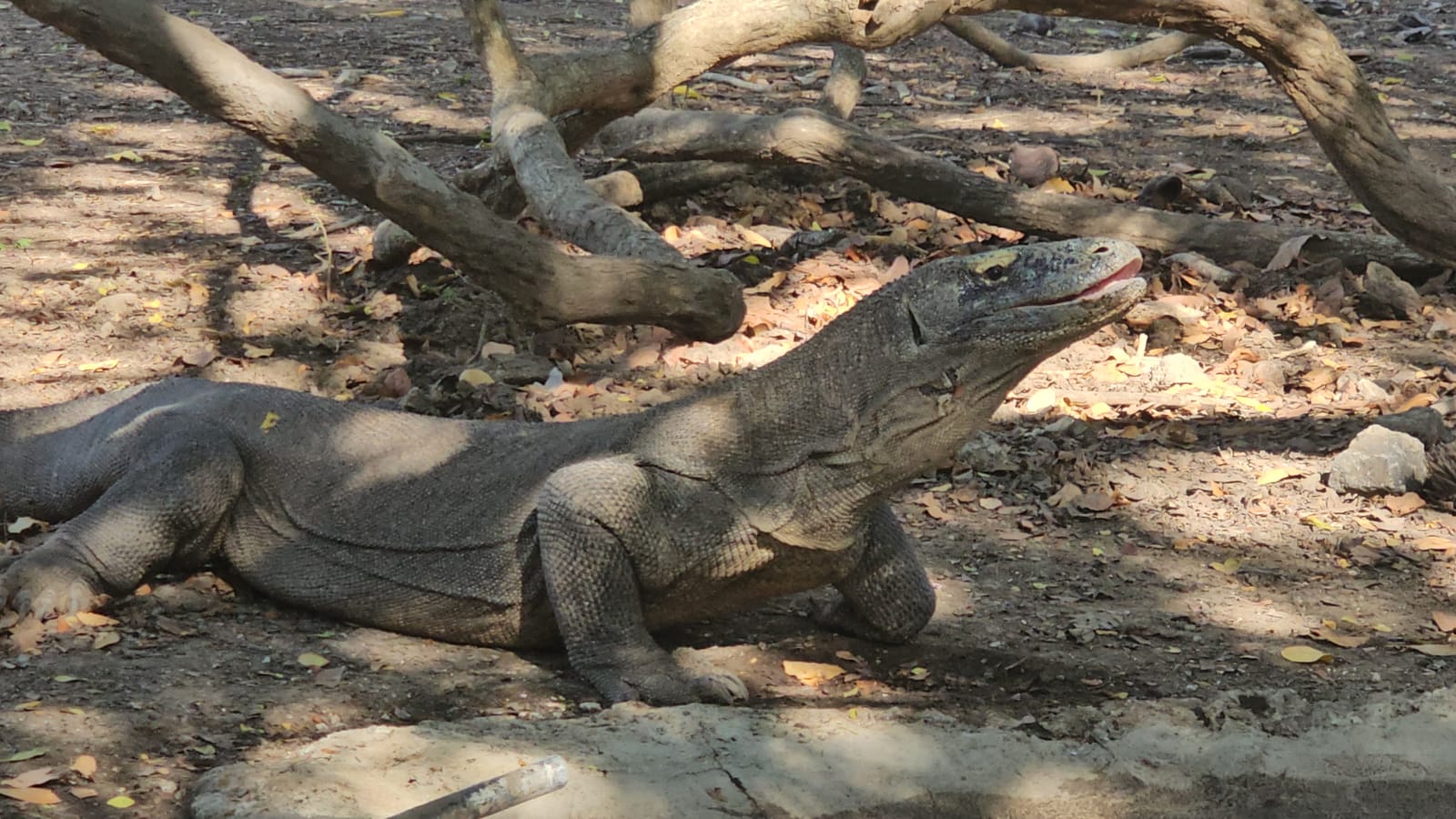 Daily komodo Slow boat Trip
